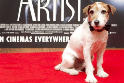 ‘Artist’ dog wins Golden Collar prize at canine film awards