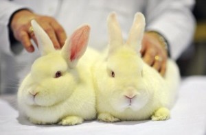 No cruel cosmetics in Europe: cosmetics testing on animals finally