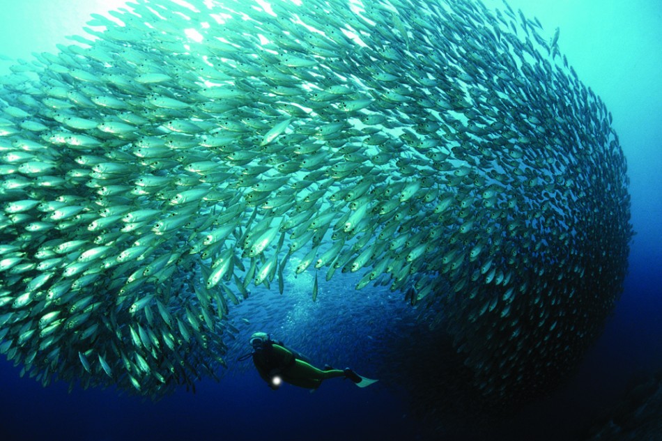 Aruba Fishes 950x633 