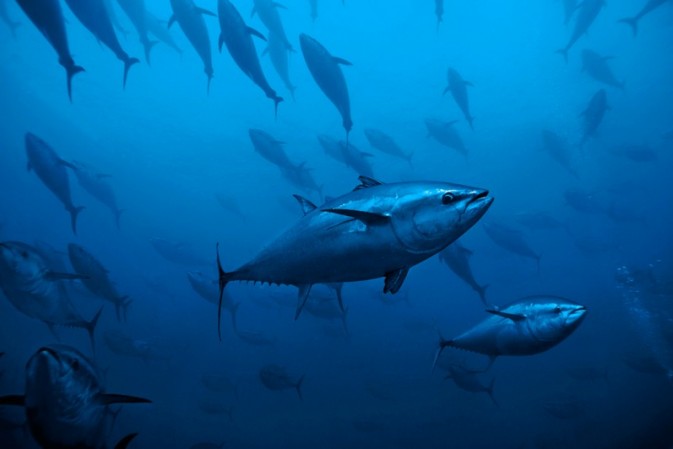 Tuna and mackerel populations suffer catastrophic 74% decline, research ...