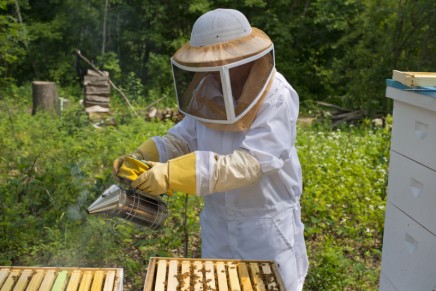 Do farmers really need bee-harming insecticides?